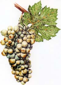 Pedro ximenez Pedro ximenez